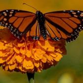 Impulsa Tamaulipas polinización en ruta de la mariposa monarca