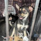 Exhortan a formalizar reportes de maltrato animal 