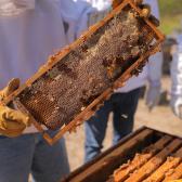 Fortalece Gobierno Municipal a productores de miel con el programa “Mejoramiento Genético Apícola”