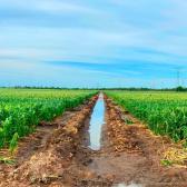 Aplican primer riego de auxilio a los cultivos de sorgo, maíz y algodón