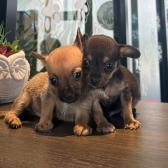 Ofrece Gobierno de Carlos Peña Ortiz servicios médicos del Hospital Veterinario Municipal 