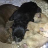 ¡Final feliz! Ciudadano adopta a perrita y sus crías tras rescate municipal
