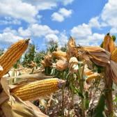 Nuevas estrategias productivas fortalecen la economía rural en Tamaulipas