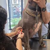 ¡Protege a tu mejor amigo! Aplicación gratuita de microchip para mascotas en Reynosa