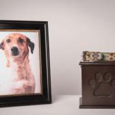 “No eran cenizas, era tierra”: familias descubren estafa por funeraria de mascotas