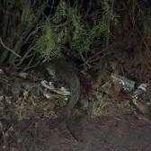 Avistamiento de cocodrilo en El Laguito moviliza a autoridades en Nuevo Laredo