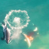 Sorprende video de orcas cazando al gran tiburón blanco 