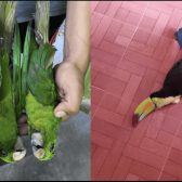  Registran aves muertas por calor extremo en la Huasteca Potosina