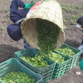 Inicia la cosecha del cultivo de okra en el Norte de Tamaulipas
