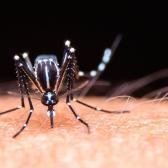 Los casos de dengue superan los 8 millones en América