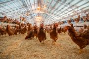 Detectan gripe aviar en pollos de una planta de Texas