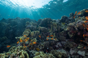 La Gran Barrera de Coral resurge a su mejor nivel ¡En 36 años!