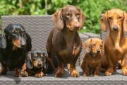 Alemania podría prohibir la cría del perro salchicha