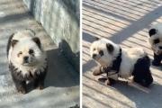 Zoológico de China hace pasar a perritos ¡por pandas gigantes!
