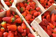  España detecta fresas marroquíes con hepatitis A 