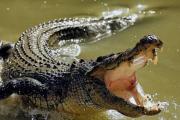 ¡Falso! EUA niega arrojar cocodrilos al Río Bravo para evitar paso de migrantes 