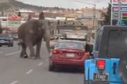 Elefante escapa de circo en Montana