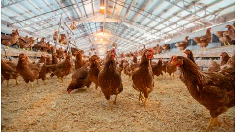 Detectan gripe aviar en pollos de una planta de Texas