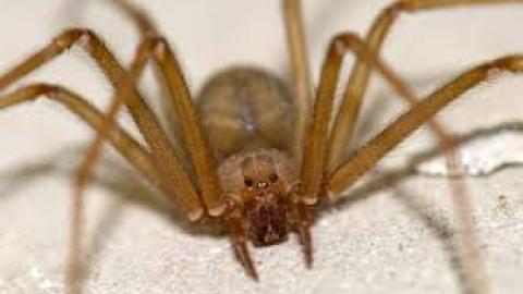 Hombre que coleccionaba arañas fue mordido por una y murió