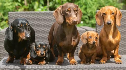 Alemania podría prohibir la cría del perro salchicha