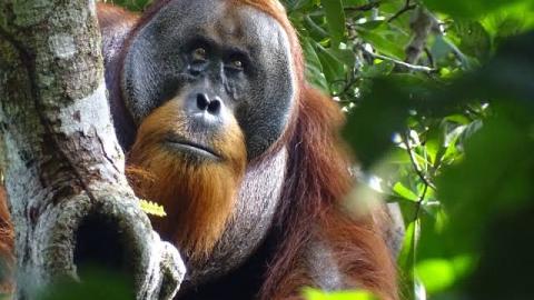 ¡Increíble! Orangután utiliza planta medicinal para curar su herida 