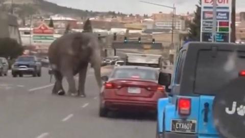 Elefante escapa de circo en Montana