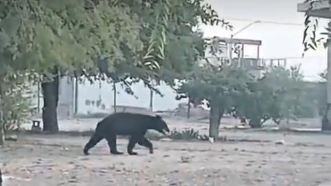 En Nuevo León: oso sale a buscar agua y refugio por calor 
