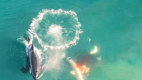 Sorprende video de orcas cazando al gran tiburón blanco 