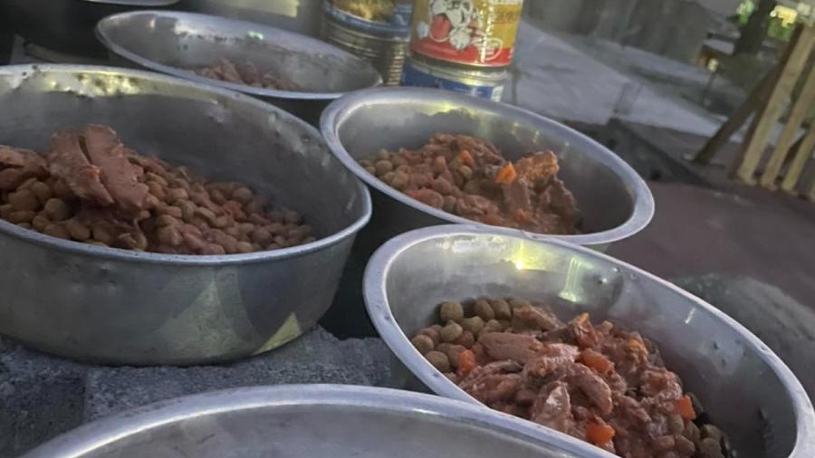 Donan comida envenenada a refugio de animales: van 4 gatos y 4 perros muertos