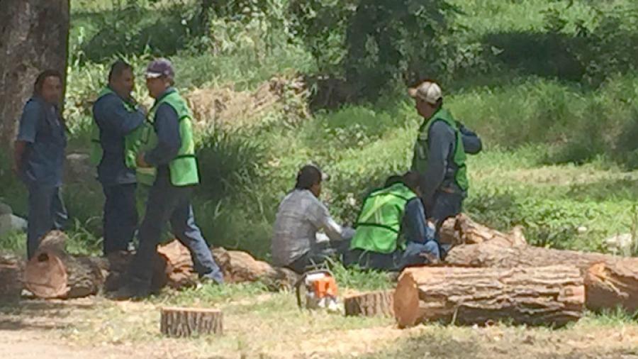 Arboles son cortados por festividad de “Sanmarcazo”