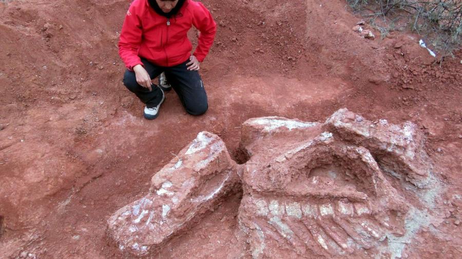 Hallan restos de dinosaurios en Argentina