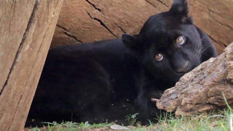 Muere ejemplar de Jaguar en Morelia luego de inundaciones provocadas por la OOAPAS