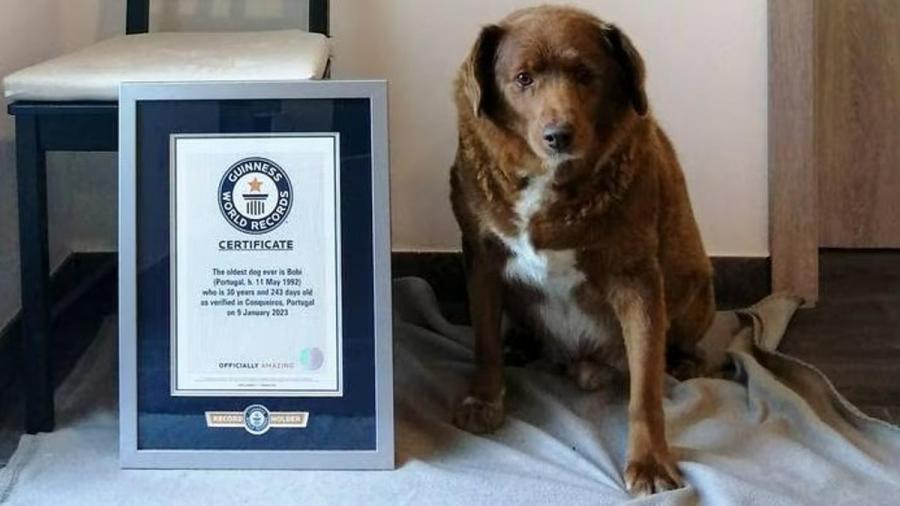 Muere a los 31 años Bobi, el perro más viejo del mundo