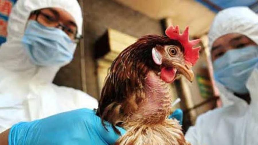 Alerta brotes de gripe aviar en varios países 