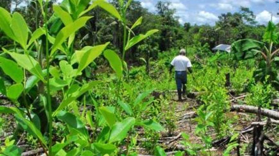Colombia declara nueve áreas libres de cultivos ilícitos