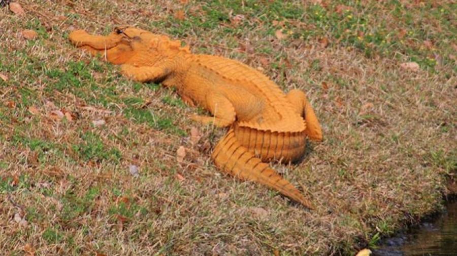 Sorprende inexplicable caimán naranja en Carolina del Sur