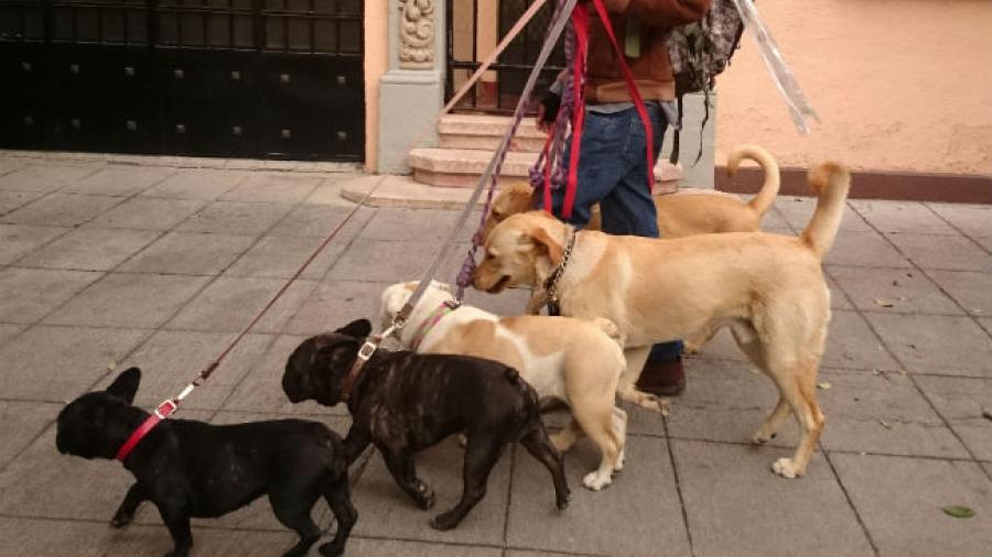 Detectan 4 perros contagiados de COVID-19 en México 