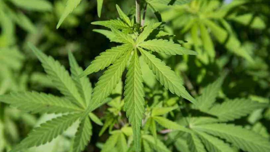 PGJT detiene a hombres por posesión de marihuana