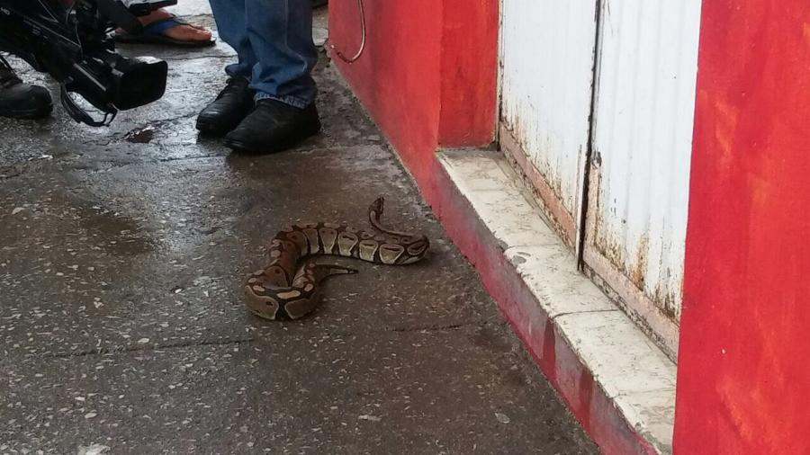 Brota serpiente de una alcantarilla