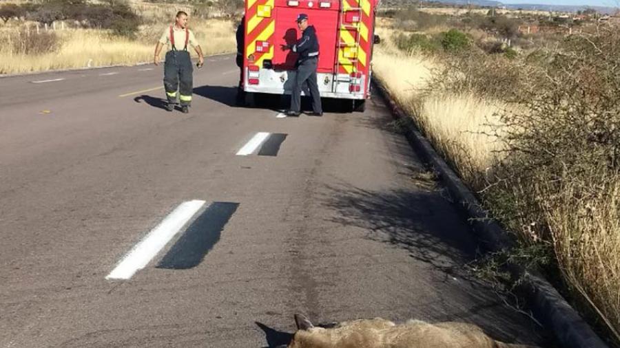 Puma atropellado es abandonado en carretera