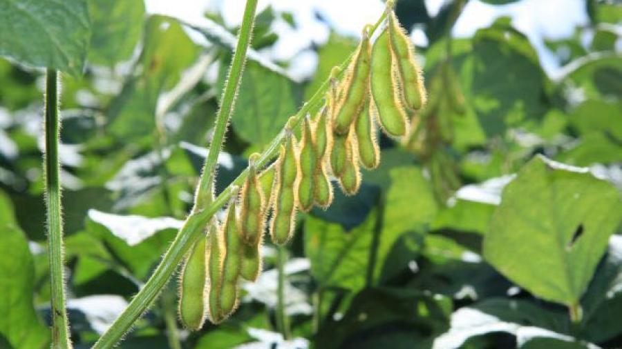 Primeras lluvias alistan el terreno para la siembra de soya