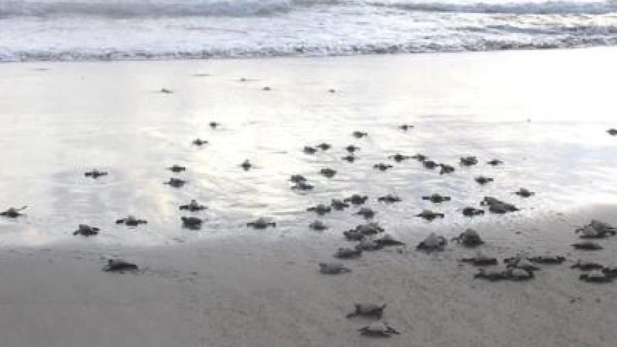 Profepa libera 97 crías de tortuga golfina en Guerrero
