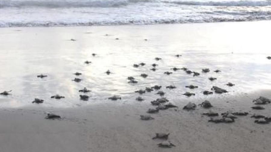 Profepa libera 97 cr&iacute;as de tortuga golfina en Guerrero