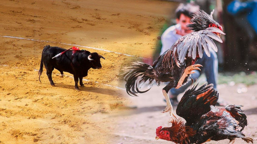 Tamaulipas analiza prohibir peleas de gallos y corrida de toros