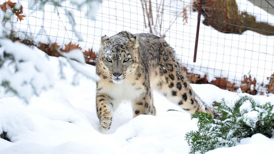 Mueren por Covid-19 tres leopardos de las nieves en EU