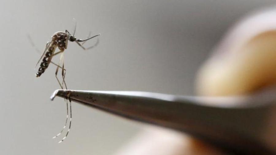 Suman 12 casos de dengue en Tamaulipas 
