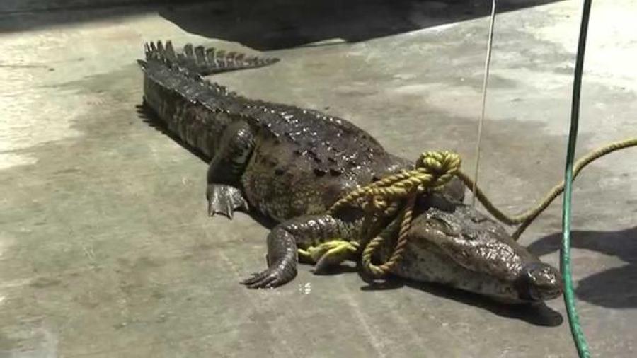 Capturan un cocodrilo de 250 kilos en Madero