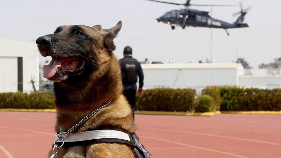 Unidad canina de la Policía Federal cumple 30 años