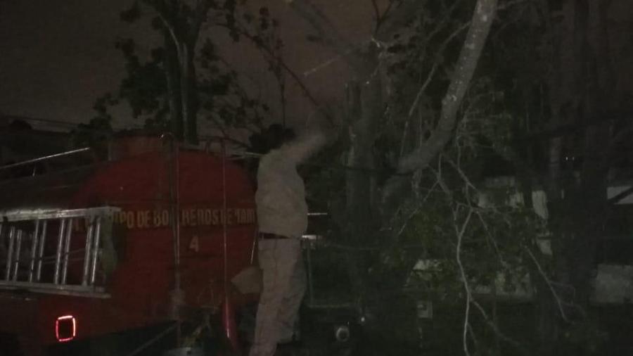 Norte tumba árboles, anuncios luminosos y deja sin luz a colonias de Tampico