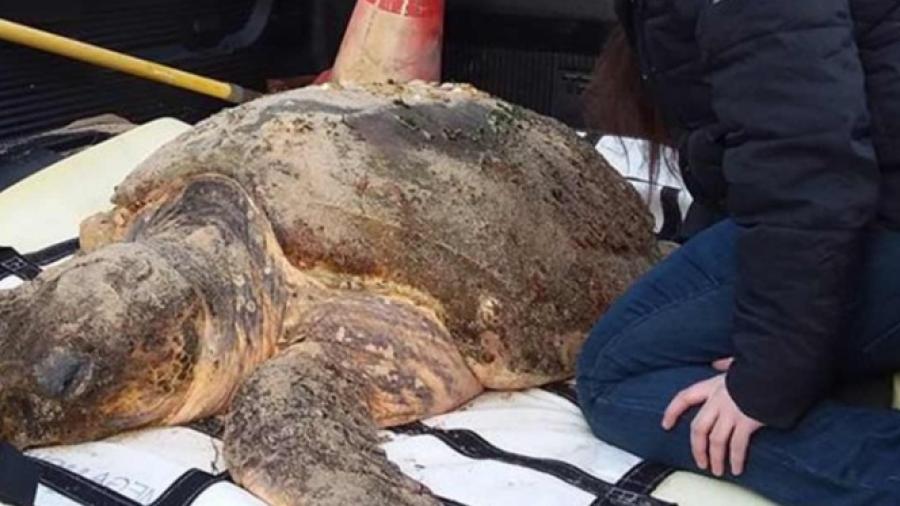 Tortugas mueren de frío en Massachusetts